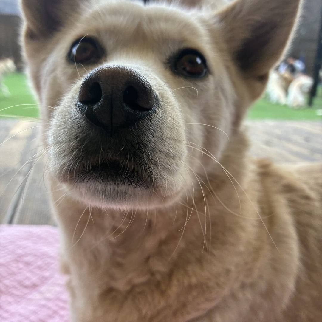 해피