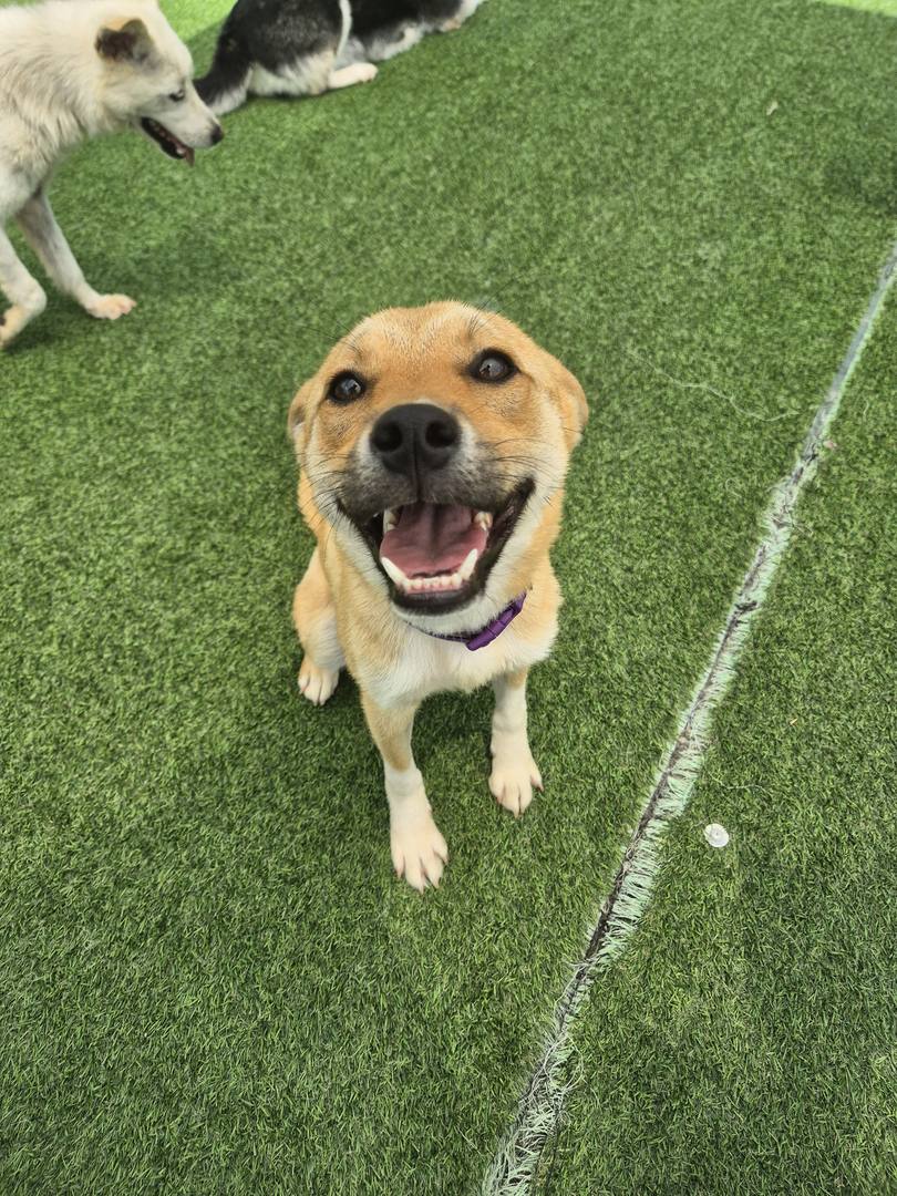 3.가보