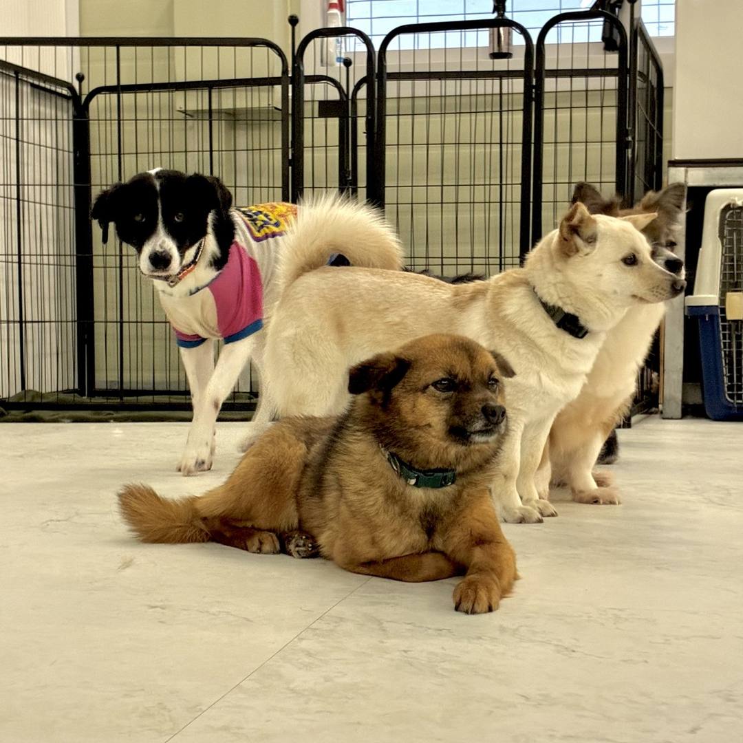 와라
