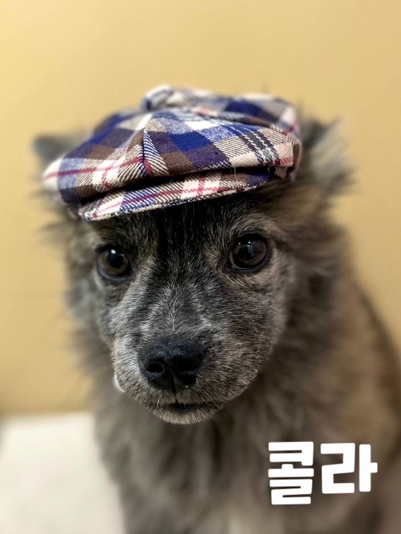콜라
