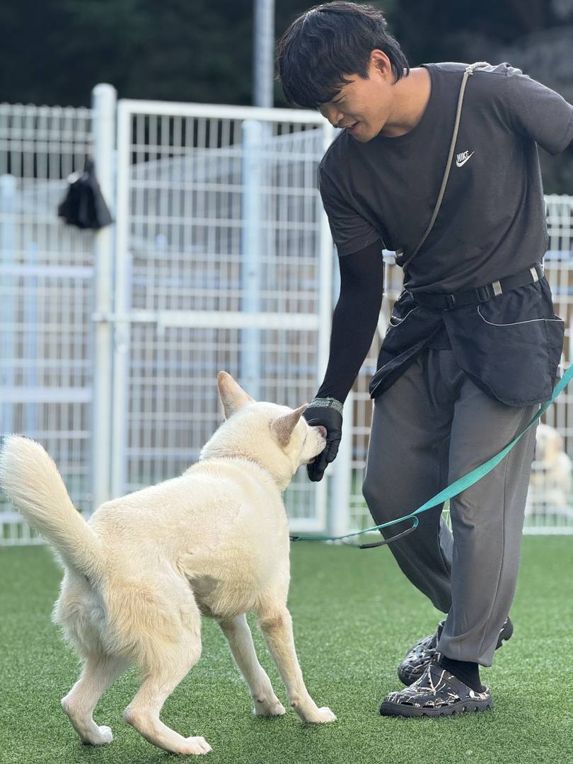 도영