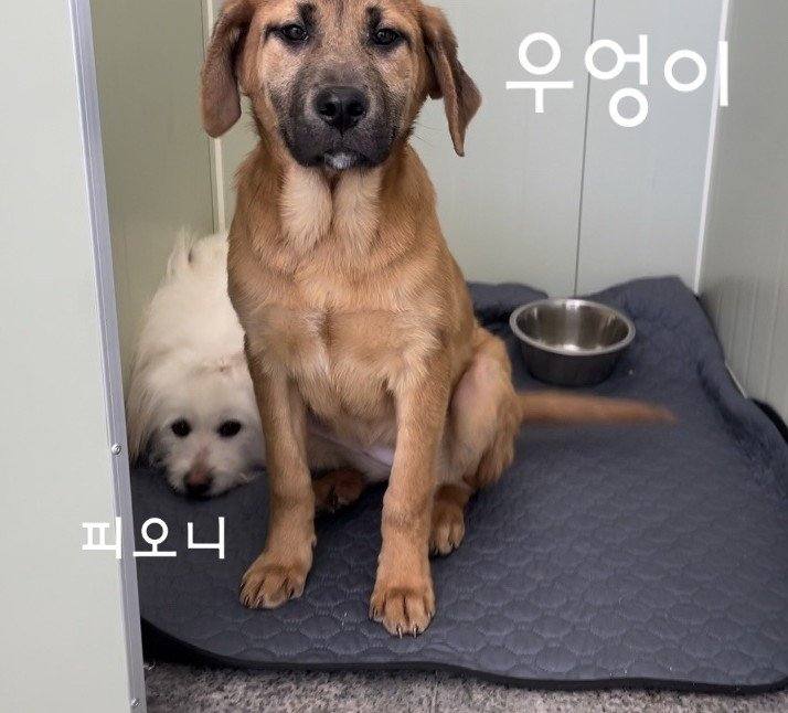 우엉